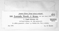 Laestadia niesslii image